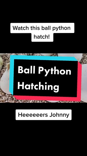 Watch as this ball python hatches and takes its first breath. #egg #hatching #ballpythons #ballpythonbreeder #birth #ballpythonsoftiktok