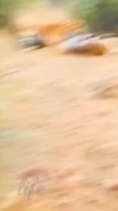 A Tigger vs Tigger #reviewanimalvideo #5lifenature #dogcatattck #lifenatureviral #leopardattckanimallife #wildattckreview #reelviralvideodog #natureaninalvedeo #dogwildcatlionbird #cutedeerwild | life naturel