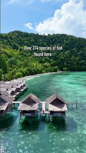 This Island Has 374 Fish Species in ONE Dive 🐠🌊 #KriIsland