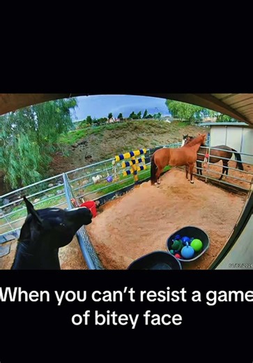 Horses Having Fun: Playtime Moments Captured