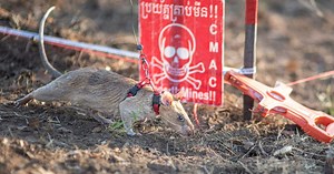 Rat wins bravery award for detecting landmines