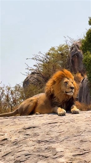 Safari Guides| Experts | Wildlife | Trips on Instagram: "Imagine witnessing the majesty of the Big Five in their natural habitat. Safari adventures offer breathtaking encounters, stunning vistas, and life-changing experiences. Which creature would you love to spot? 📹 Appreciate the great work of wanderfullyyou TT #wildlife #serengeti #zanzibar"