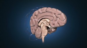 Brain Rotating Showing Half Section Brain Stock Footage Video (100% Royalty-free) 22732681 | Shutterstock