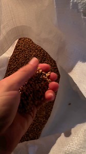 Here’s a breakdown of the differences between red and white wheat, as well as winter and spring wheat varieties:Red vs. White Wheat • Red Wheat: • Has a slightly darker color and a stronger, more robust flavor. • Often used for whole wheat flours, as it has higher tannins and phenolic compounds, which contribute to a bolder taste. • Generally higher in protein, making it ideal for bread and other leavened baked goods. • Varieties: Hard red spring and hard red winter wheat. • White Wheat: • Light