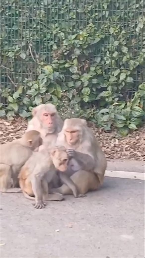 monkey's funny video # monkey comedy videos funny laughing # funny monkeys