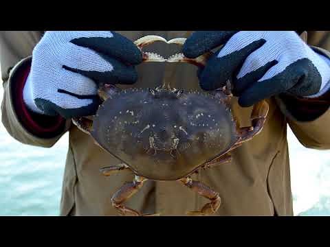 Crab Casting with ODFW