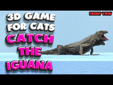 3D game for cats | CATCH THE IGUANA (front view) | 4K, 60 fps, stereo sound