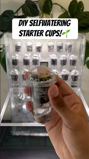 Corm starter cups!🌱link in bio✨ #alocasia #plants #plantdad #corm #pupcup #selfwatering