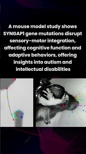 🐁🔬🧬SYNGAP1 gene's role in cognitive function #neuroscience #genetics #cognitivefunction