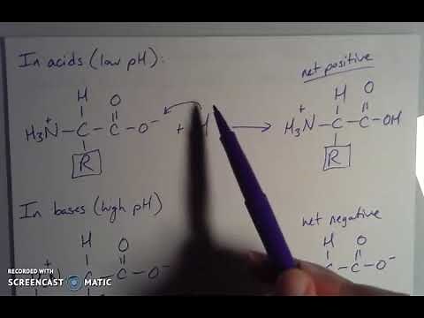 Acid-Base Properties of Amino Acids and Zwitterions