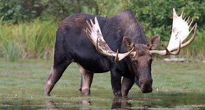 Pope & Young Record Book Now Searchable Online