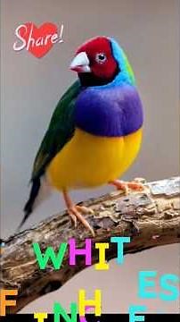 WHITE FINCHES A BEAUTIFUL BIRD VARIETY