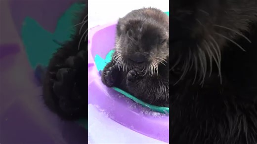 Meet the cutest baby otter you will adore