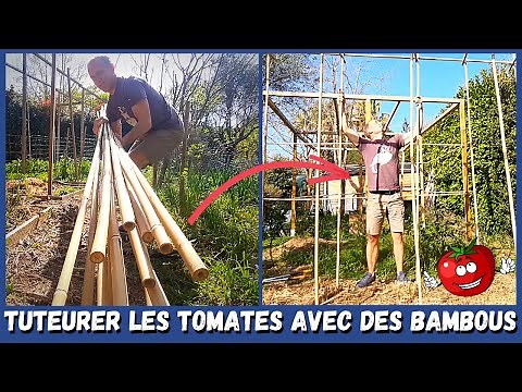 Construction d'une structure en BAMBOU pour accueillir les TOMATES 🍅🍅