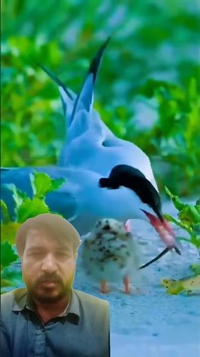 Amazon Jungle Birds & Wildlife | Stunning Animals of the Rainforest