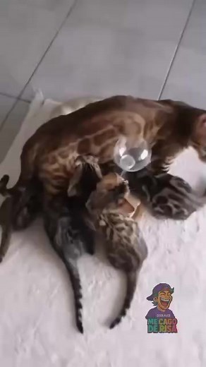 Por qué siempre me la aplican Ami 😂 | Me cag0 de risa