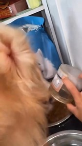 Lawddd that dog hungry as hell 🤣🤣🤣 | Lent Lawson