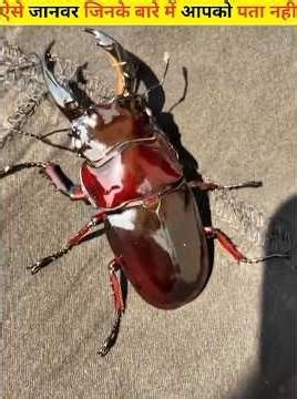 Amzaing facts about animals that will shock you😱