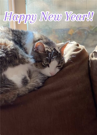 Happy New Year everyone!! I hope you all make this year the best ever! Don’t mind Digit. She is an old girl and staying up late wipes her out. This is as much enthusiasm as you’re going to get from her today! #happynewyear2026 #cattok #catsoftiktok #cutecat #seniorcat