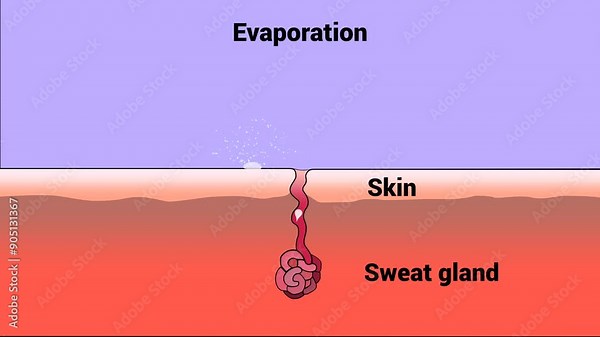 Sweat is produced in sweat glands and evaporates from the skin's surface.