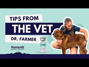 How to Administer Joint & Mobility Injections in Dogs | Dr. Heather Farmer, DVM 💉🐶