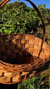 Asmr pegando salada na horta 🥗🥗🥗 #agricultura #horta #hortaemcasa #hortaorganica #asmr #hortaliças #vidanocampo🌱🍀🌧️ | Tainara Bassani Rizzotto