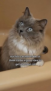 Just obsessed with my two opposite cats... keeps life interesting! #funnycatvideos #munchkincats #ragdollcat #seniorcats | Munckin Stevie