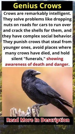 Crows Are Smarter Than You Think 🤯