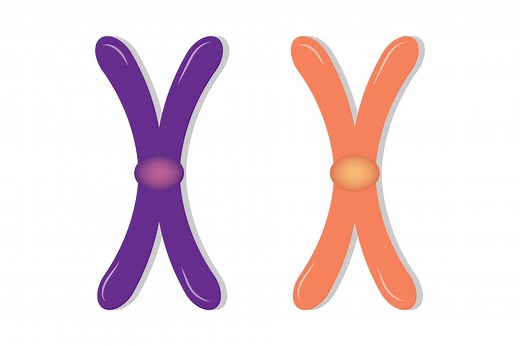 Définition | Chromosomes homologues : qu'est-ce que c'est ? | Futura santé