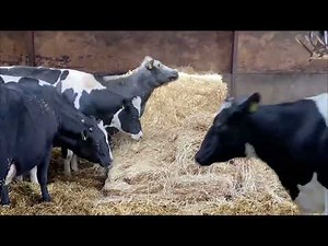 Incredible Farming Feats: Pretty Girl Tractor Driver Masters the Combine Harvester