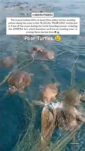 Trawler fishing boat with captured turtles