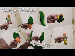 Caique Parrot Tricks | Rotate Trick | Caique Learn Tricks fast | Birds Trick Training | Funny Videos