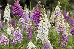 Get Dramatic Height With Easy-To-Grow Foxglove