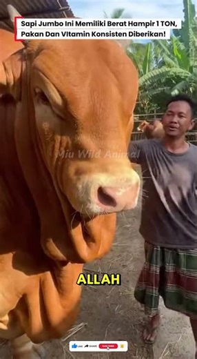 😱PERAWATAN FULL PAKAN ORGANIK DAN VITAMIN DAPAT SEGEDE INI! #sapi #sapijumbo #cow #kurban #animals
