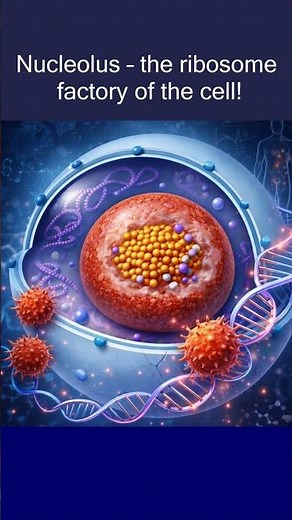What is Nucleolus? | Ribosome Factory of the Cell Explained | Biology Goal #neet #biology #science