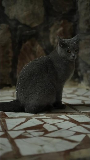 Snow Fell… and the Cat Froze in Wonder #cat #cute #funny #snow #shorts #frozen #lovelycat