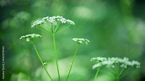 Wildflower Cow Parsley, Anthriscus sylvestris