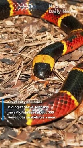 Florida warns venomous snakes active this spring