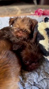 Adorable Brussels Griffon puppies growing up moments