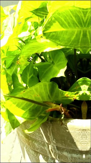 Ndikho takala zwino 🕺🏽🕺🏽🔥 Behind the scenes •Black Motion • Deejay Buckz • Morda • Afrikan roots 26 April - Pre release and Official drop 10 May