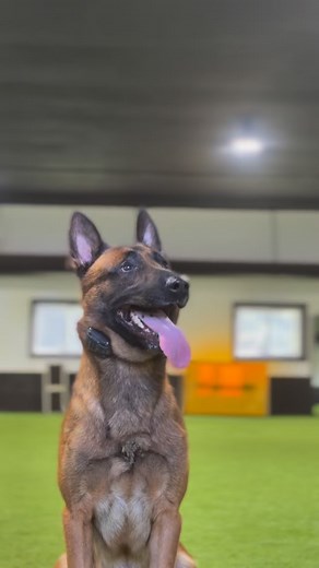 7.1K views · 82K reactions | Astro showing off his Level 3 protection skills  Getting ready to head off to his new home  Decoy POV  #ShieldK9 #ProtectionDog #Level3Protection #K9Training #DecoyPOV #WorkingDog #K9Life #PersonalProtectionDog #DogTraining #EliteK9 #K9Handler #ProtectionTraining #AstroTheProtector | Shield-K9 Dog Training | Facebook