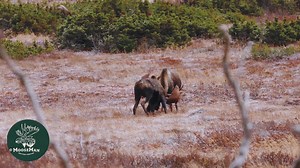 Two Giant Bull Moose End Up in a Fight