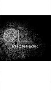 Fluorescence Recovery After Photobleaching FRAP #shorts
