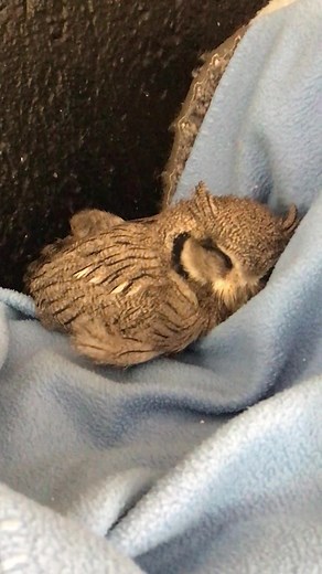 A Southern White faced owlet found the heating pad and decided that was the place to snuggle up to sleep #owl #whitefacedowl #southafricanwildliferehabilitation #fyp #wildliferehabilitation #fypシ゚viral #southafricanwildlife #raptors #birdsofprey #wildlife
