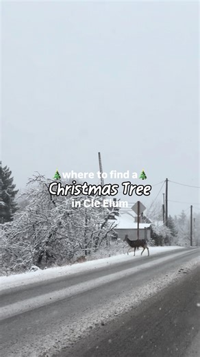 Who already has a tree? 🙋‍♀️ and who’s still on the lookout?! If you’re in Cle Elum - check out these spots or create your own adventure by grabbing a permit! | Central Washington Outdoor