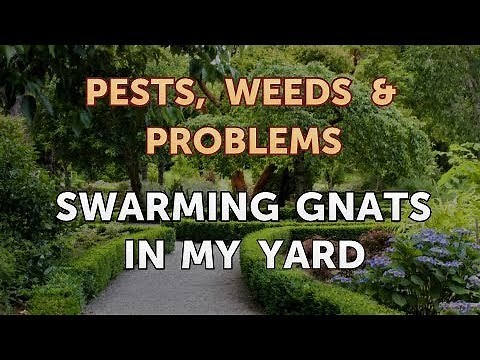 Swarming Gnats in My Yard