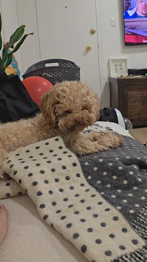 I am angry!!! #toypoodle #poodle #dog #funnydog #funnyvideo