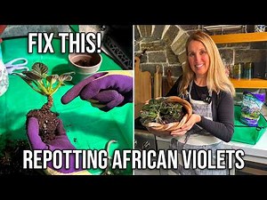 Repotting African Violets To Save Them From a Tall Neck!