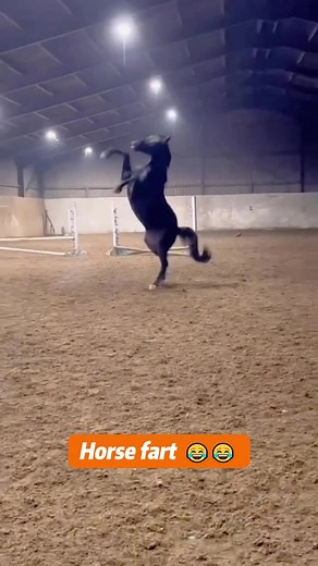 Funny Horses Farting: Hilarious Animal Moments