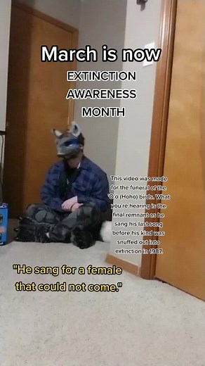 Honoring the Extinct Hoho Birds of Hawaii